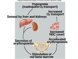 Erythropoiesis regulation diagram