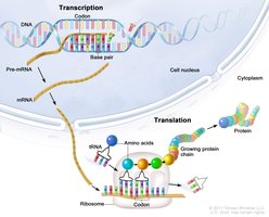 Diagram of transcription and translation processes