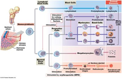 Process of Hemopoiesis