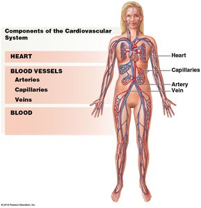 Components of the Cardiovascular System