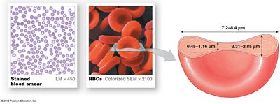 Functional Aspects of Red Blood Cells