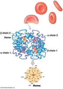 Hemoglobin Structure