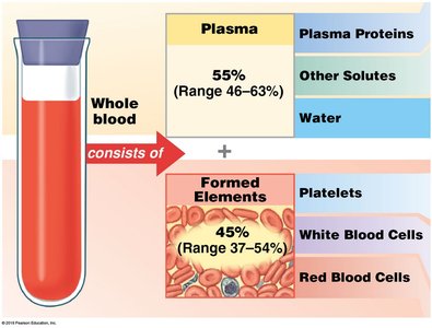 Centrifuged Blood in Hematocrit Tube