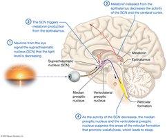 The process of falling asleep and circadian rhythm