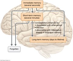 Pathways for consolidation of memories