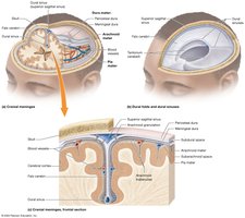 Structure of the cranial meninges and dural sinuses