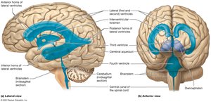 Ventricles of the brain