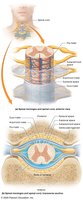 Structure of the spinal meninges