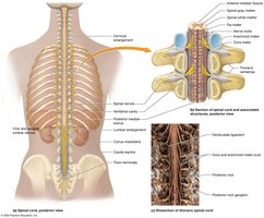 External structure of the spinal cord