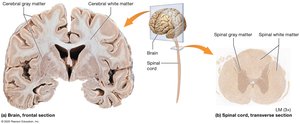 White and gray matter in the CNS