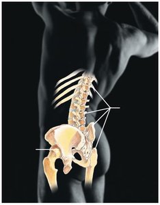Anatomy & Physiology Study Guide: Key Concepts & Systems | Notes