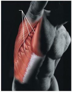 Muscular system