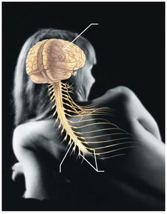 Nervous system