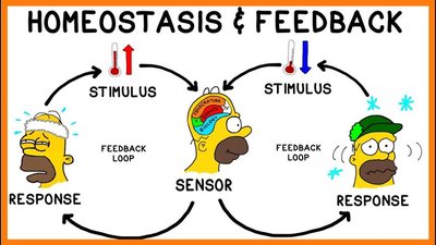Homeostatic control system