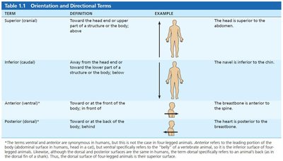 Directional terms table 1
