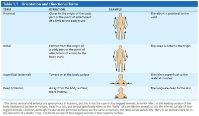 Directional terms table 3