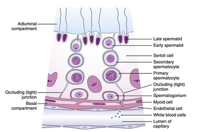 Seminiferous tubule structure showing spermatogenesis and supporting cells
