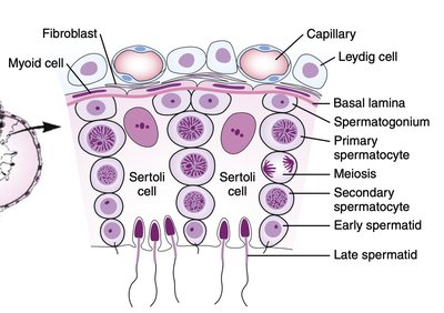Cross-section of seminiferous tubule with Sertoli and Leydig cells
