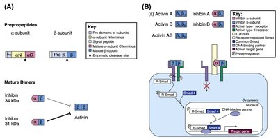 Inhibin and activin structure and signaling pathways