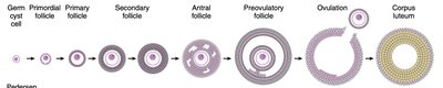 Stages of follicular development and corpus luteum formation