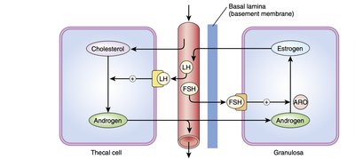 Two-cell, two-gonadotropin model of estrogen synthesis