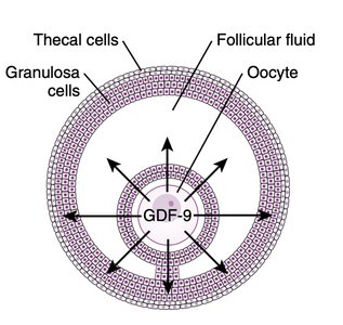 Structure of a growing follicle with thecal and granulosa cells