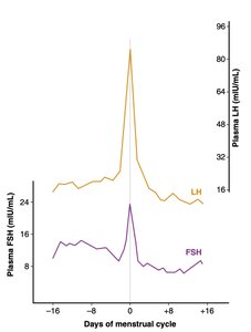 LH and FSH levels during the menstrual cycle