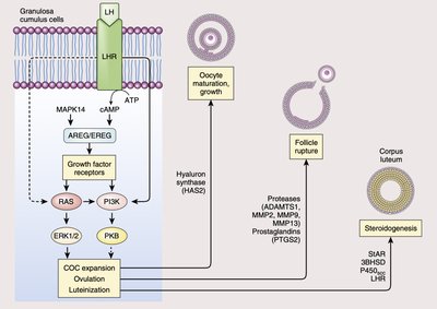 Signaling pathways in granulosa cells during ovulation and luteinization