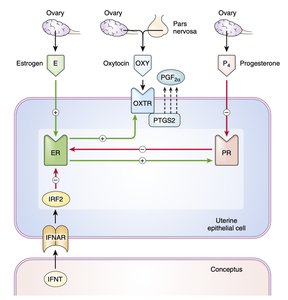 Hormonal regulation of luteolysis and maternal recognition of pregnancy