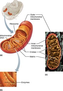 Structure of mitochondrion