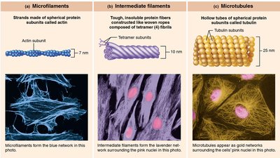 Microfilaments, intermediate filaments, and microtubules