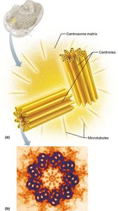 Structure of centrosome and centrioles