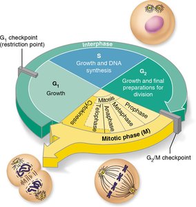Diagram of the cell cycle