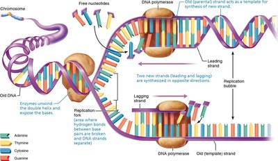DNA replication process