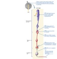 Signal transmission in the retina – in the light
