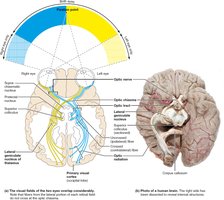 Visual pathway to the brain and visual fields, inferior view