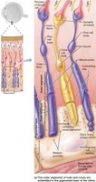 Photoreceptors of the retina
