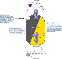 Formation and breakdown of rhodopsin