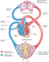 Diagram of heart chambers and circulatory circuits