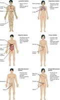 Diagram of major human body systems