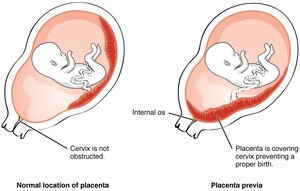 Developmental changes diagram