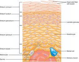 Diagram of reproduction