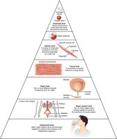 Levels of structural organization pyramid