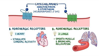 Beta 1 and Beta 2 adrenergic receptor effects on heart and lungs