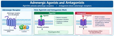 Adrenergic agonists and antagonists: mechanism of action