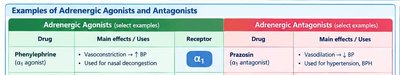 Examples of adrenergic agonists and antagonists