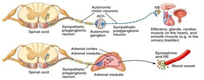 Sympathetic pathway showing neurotransmitter release at ganglion and adrenal medulla