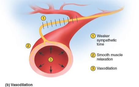 Diagram of vasodilation in blood vessel due to sympathetic activity