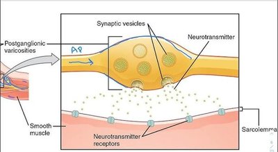 Synaptic vesicles releasing neurotransmitter at smooth muscle cell
