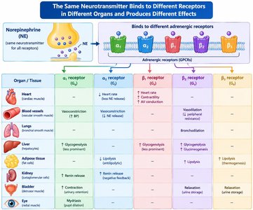 Table of adrenergic receptor subtypes and their effects on different organs